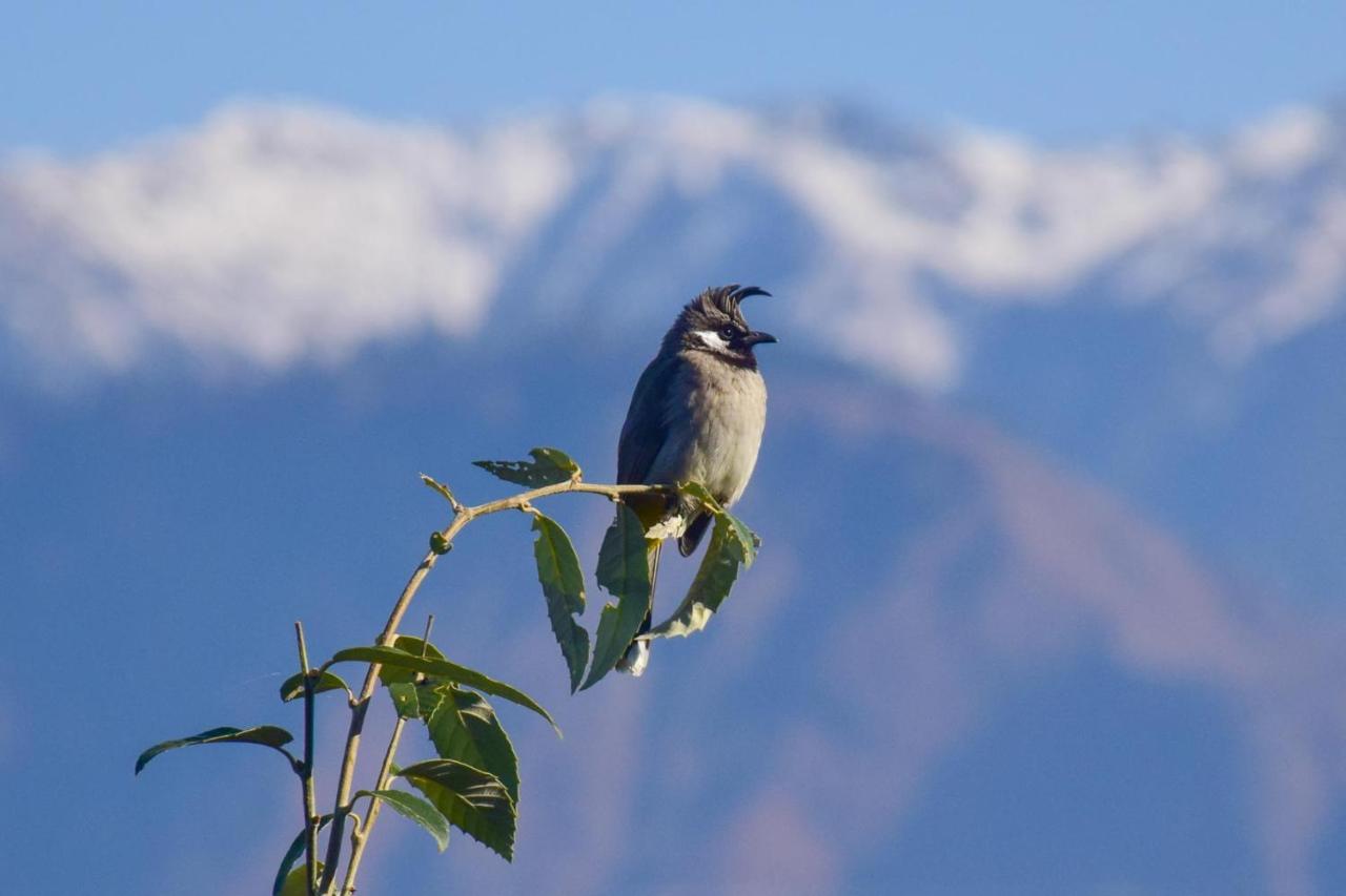 The Tirthan Eagle Nest, Tirthan Valley Jibhi Exterior photo